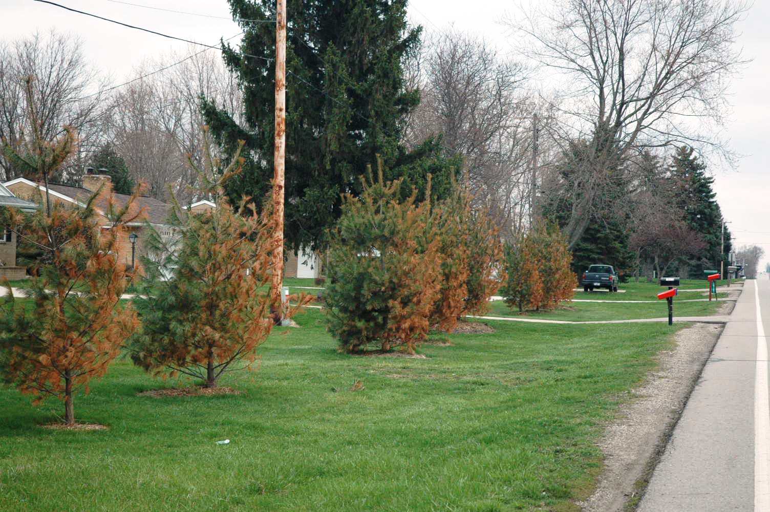 Conifers along the road